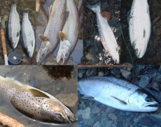 画像1: 全魚種対応　日中に高実績の6本セット (1)
