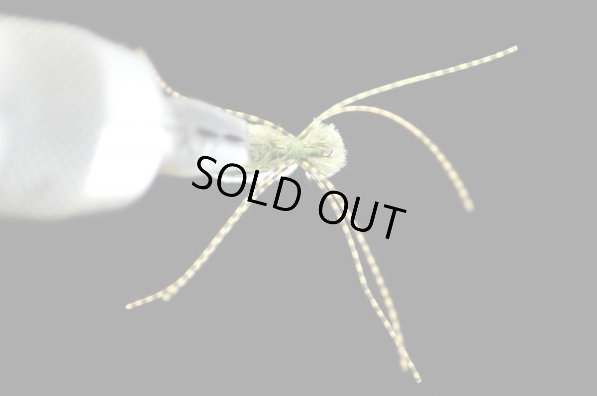 画像3: アマガイマシュマロスパイダー #15 (3)