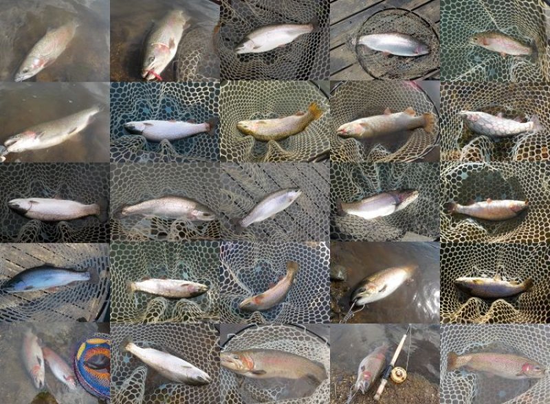 フォレストスプリングスで鍛えた 管理釣り場 最強のフライセットB