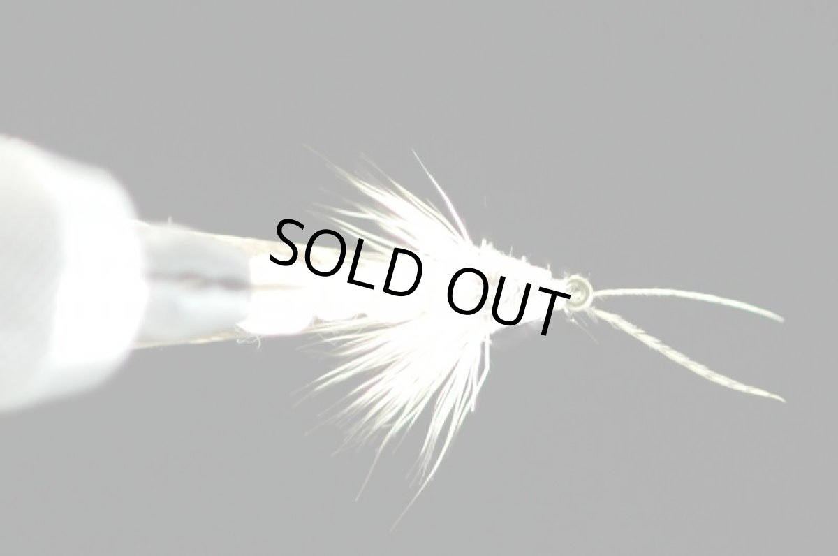 画像2: タシロ ヒゲナガカワトビゲラ アダルト #6 fix (2)