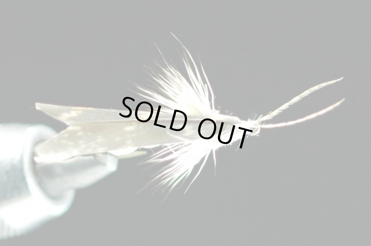 画像3: タシロ ヒゲナガカワトビゲラ アダルト #6 fix (3)