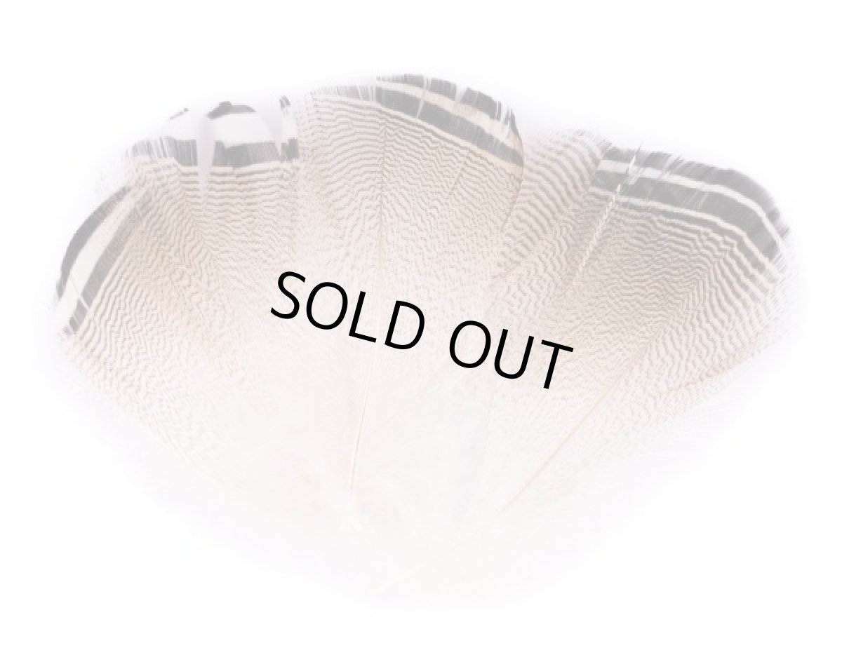 画像1: キャナル　CANAL　バードウッドダックフェザー　Bird Wood Duck Feathers (1)