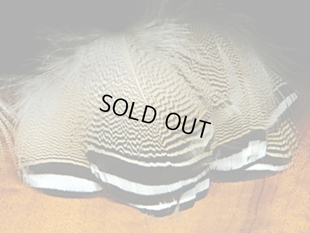 画像2: キャナル　CANAL　バードウッドダックフェザー　Bird Wood Duck Feathers (2)