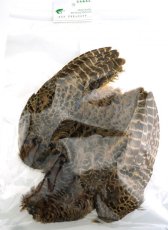 画像6: CANAL  キャナル　ヘンフェザントボディー　ウィング付き　Hen Pheasant Body　Wing (6)
