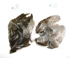 画像5: CANAL  キャナル　ヘンフェザントボディー　ウィング付き　Hen Pheasant Body　Wing (5)