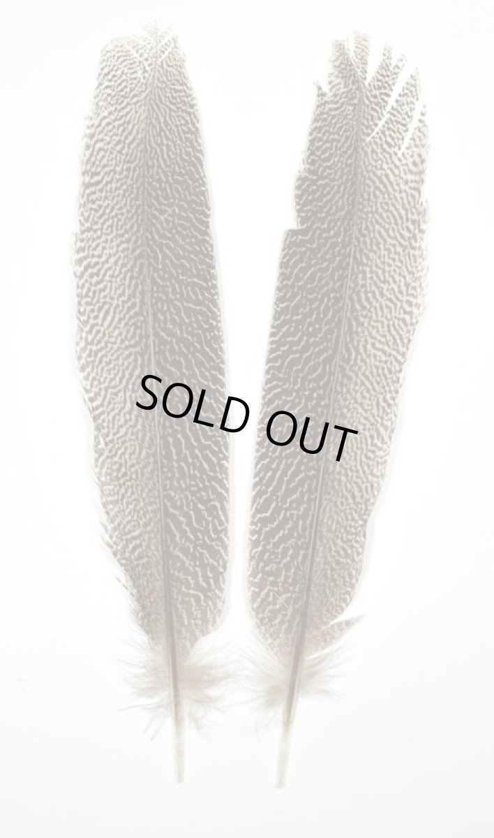 画像4: CANAL  キャナル　カリッジフェザントテール　Kaliji　pheasant　tail (4)