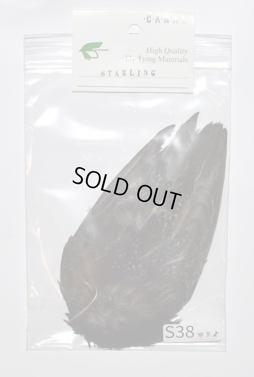 画像1: CANAL  キャナル スターリング Starling (1)