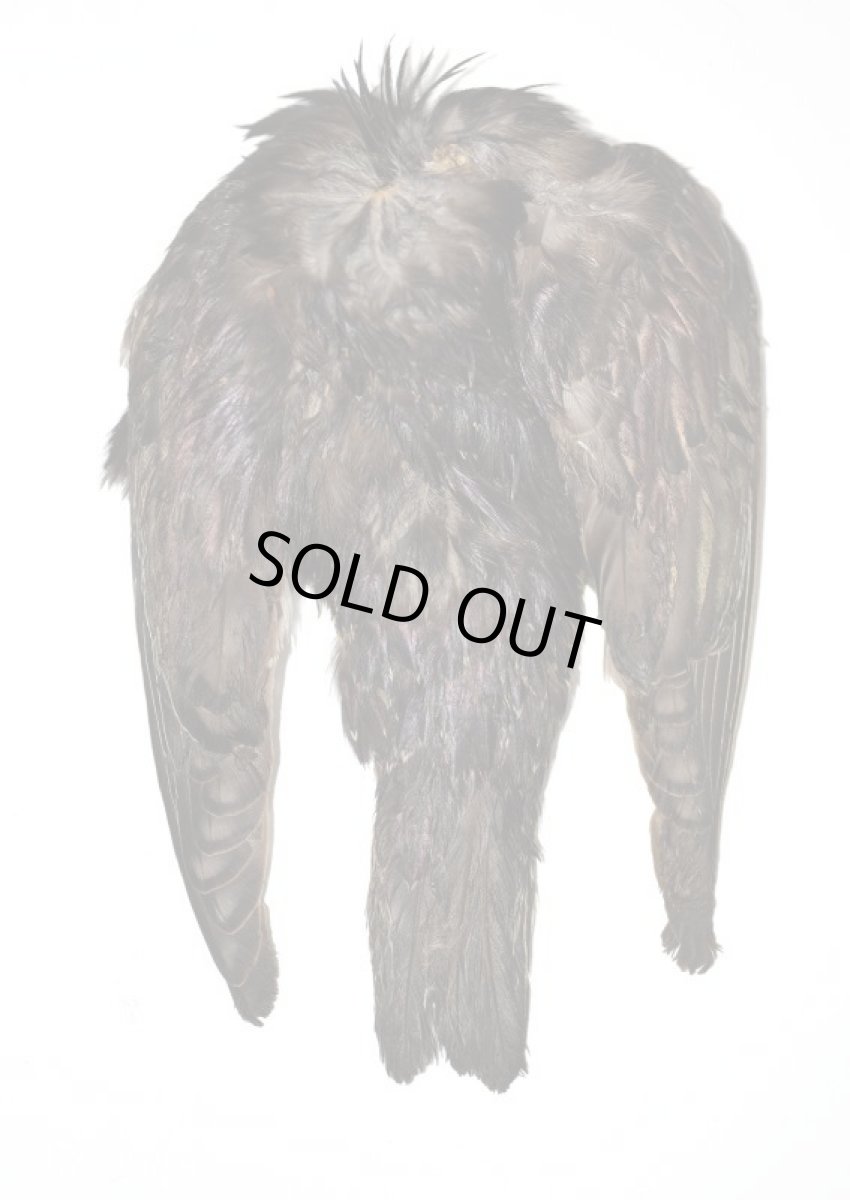 画像2: CANAL  キャナル スターリング Starling (2)