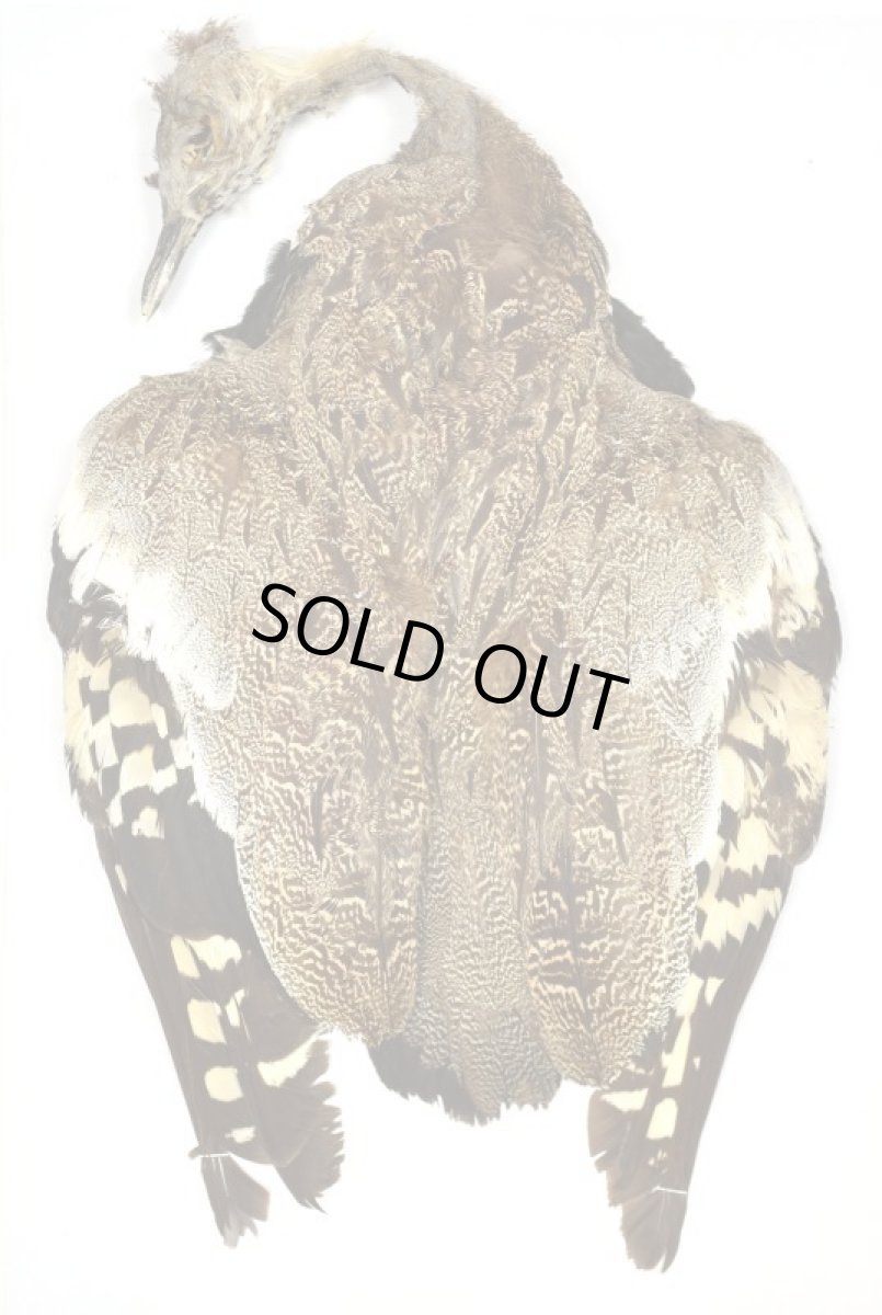 画像2: CANAL  キャナル リトルバスタード コンプリート Little Bustard Cmplete (2)