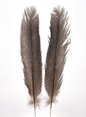 画像3: CANAL  キャナル　カリッジフェザントテール　Kaliji　pheasant　tail (3)