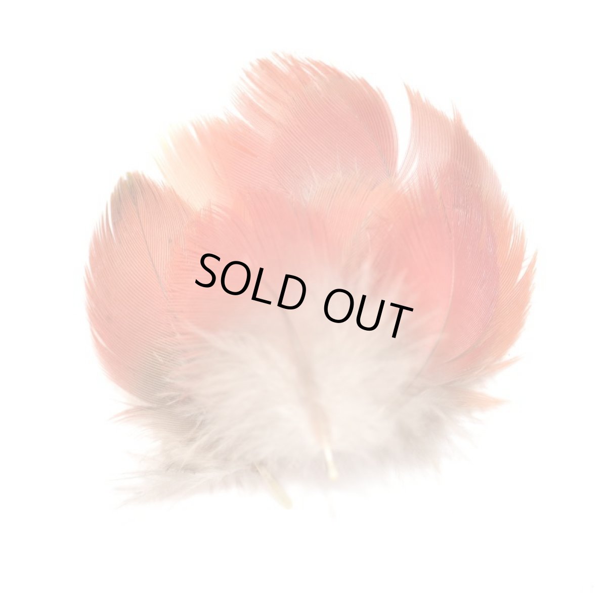 画像2: CANAL  キャナル マコウハックル  Macaw フェザー (2)