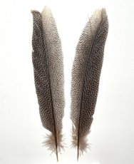 画像2: CANAL  キャナル　カリッジフェザントテール　Kaliji　pheasant　tail (2)