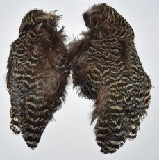 画像2: CANAL  キャナル　ピーコックショルダー　Peacock　Shoulder　 (2)