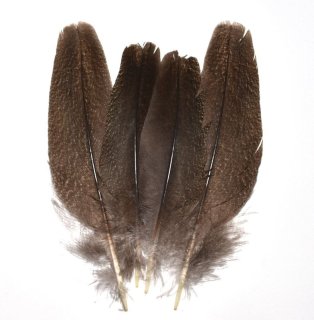CANAL キャナル コーリーバスタードクイル Kori bustard quill CANAL キャナル コーリーバスタードクイル Kori bustard quill