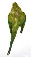 画像1: CANAL  キャナル　インディアンローズネックドパラキート　Indian　Rose-necked　Parakeet (1)