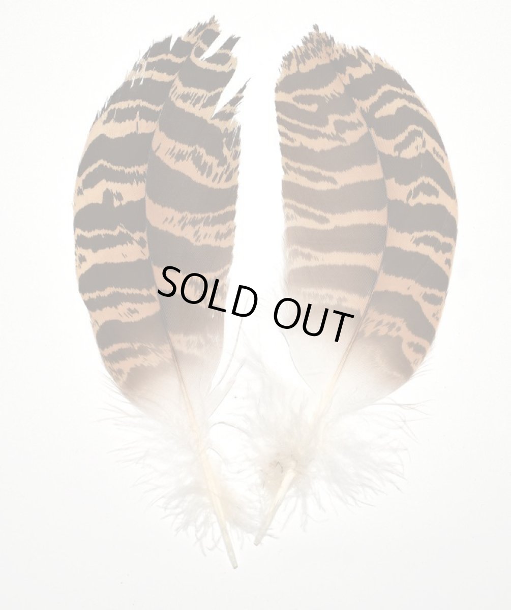 画像2: CANAL  キャナル　フロリカンバスタード　Florican　bustard (2)