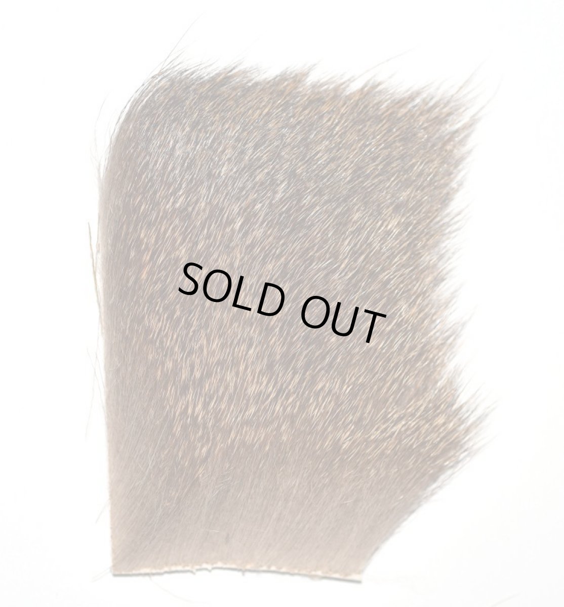 画像2: CANAL  キャナル　コースタルディア　Coastal　deer (2)