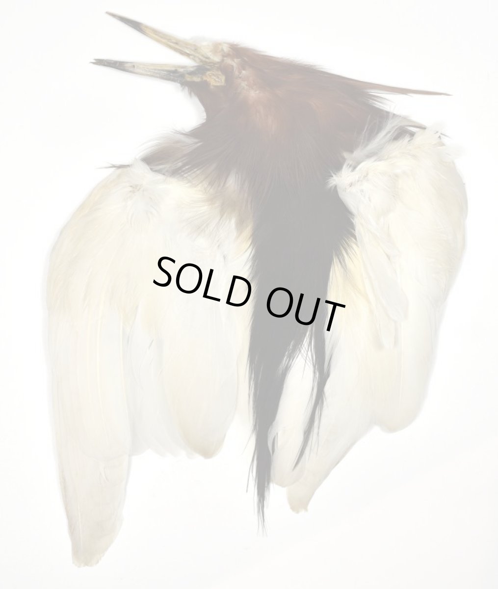 画像2: CANAL  キャナル ブラックヘロン コンプリート BLACK HERON (2)