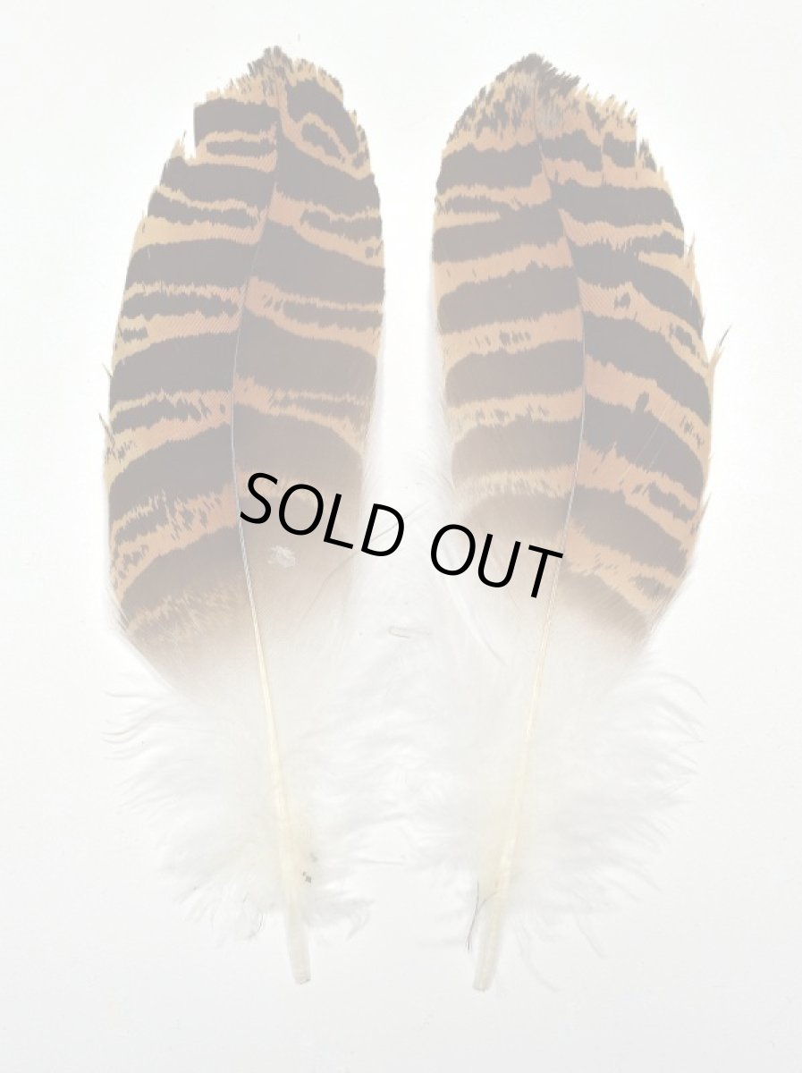 画像3: CANAL  キャナル　フロリカンバスタード　Florican　bustard (3)