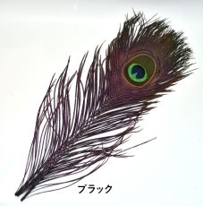 画像4: CANAL  キャナル　ピーコックアイ&ダイド　Peacock Eye&Dide (4)