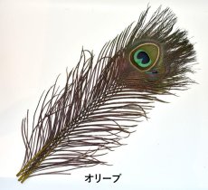 画像3: CANAL  キャナル　ピーコックアイ&ダイド　Peacock Eye&Dide (3)