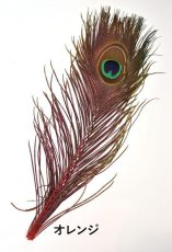 画像5: CANAL  キャナル　ピーコックアイ&ダイド　Peacock Eye&Dide (5)