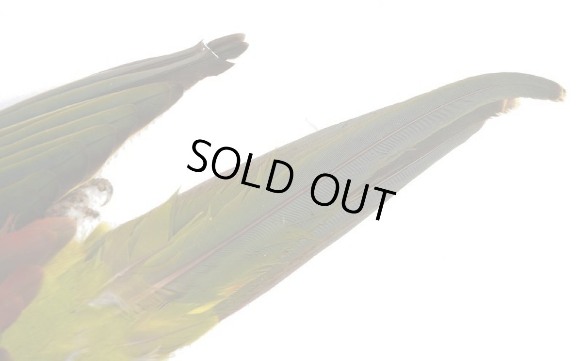 画像6: CANAL  キャナル　パラキート　コンプリート　Parakeet　Complete (6)