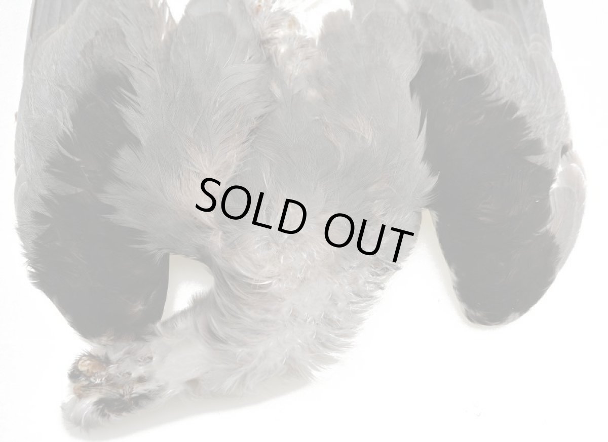 画像2: CANAL  キャナル   CANAL TERN COMPLETE SKIN ターン コンプリートスキン (2)