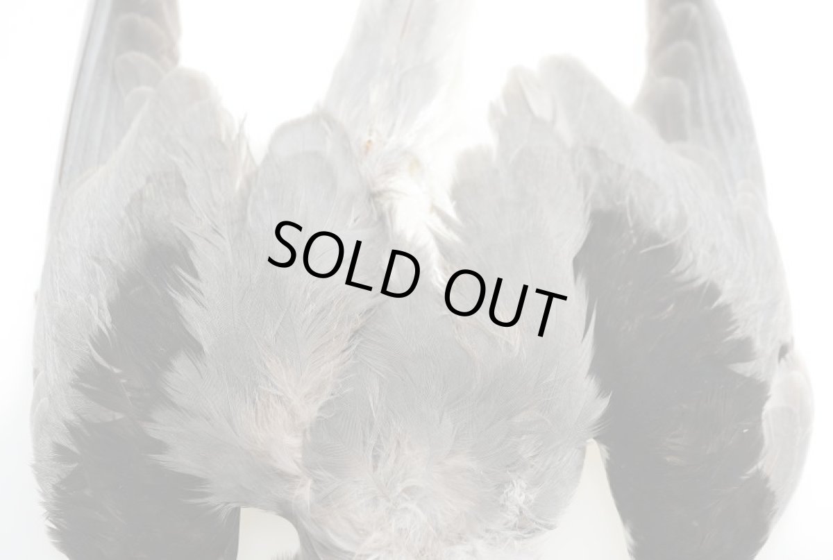 画像3: CANAL  キャナル   CANAL TERN COMPLETE SKIN ターン コンプリートスキン (3)