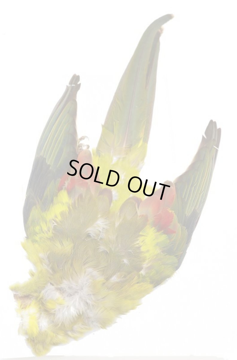 画像2: CANAL  キャナル　パラキート　コンプリート　Parakeet　Complete (2)