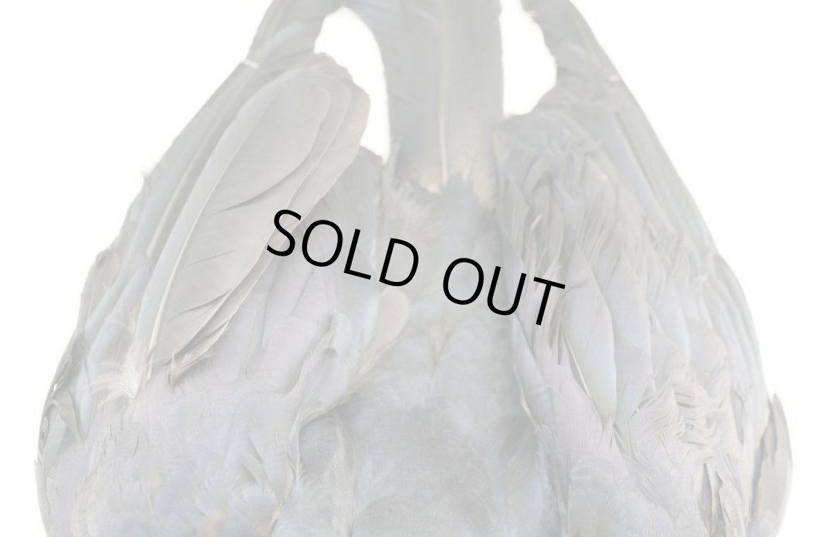 画像4: CANAL  キャナル   CANAL CROW CONPLETE　クロウ コンプリートスキン (4)