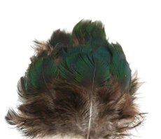 画像1: CANAL  キャナル　ピーコック　グリーンブレスト　PEACOCK GREEN　BREST (1)