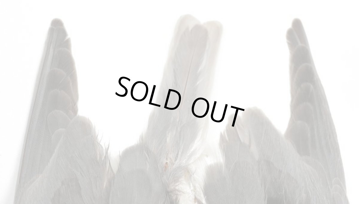 画像4: CANAL  キャナル   CANAL TERN COMPLETE SKIN ターン コンプリートスキン (4)