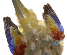 画像3: CANAL  キャナル　ブルーボンネットパラキート　Blue Bonnet Parakeet (3)