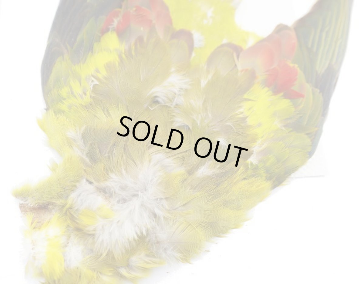 画像3: CANAL  キャナル　パラキート　コンプリート　Parakeet　Complete (3)