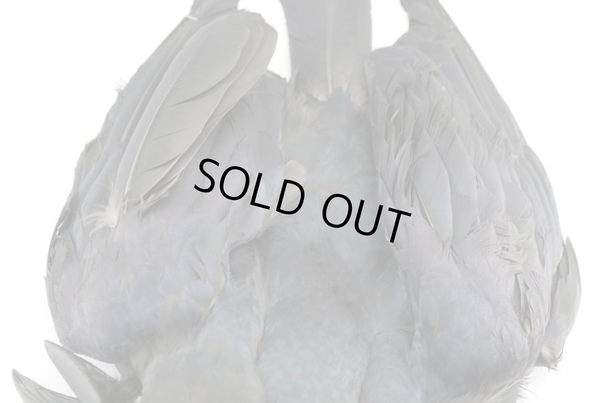 画像3: CANAL  キャナル   CANAL CROW CONPLETE　クロウ コンプリートスキン (3)