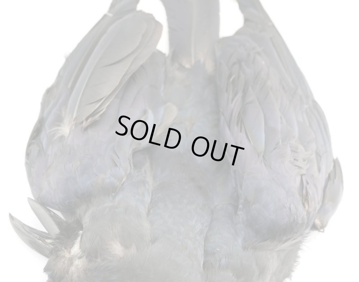 画像6: CANAL  キャナル   CANAL CROW CONPLETE　クロウ コンプリートスキン (6)