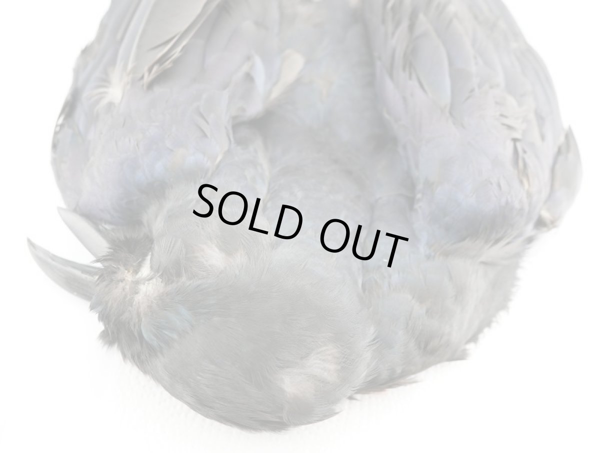 画像2: CANAL  キャナル   CANAL CROW CONPLETE　クロウ コンプリートスキン (2)