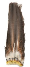 画像1: CANAL  キャナル　ピーコックテイル Peacock Tail (1)