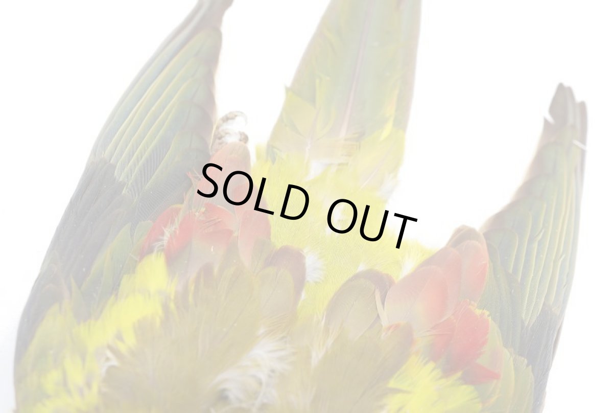 画像4: CANAL  キャナル　パラキート　コンプリート　Parakeet　Complete (4)