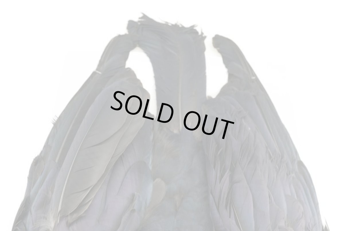 画像5: CANAL  キャナル   CANAL CROW CONPLETE　クロウ コンプリートスキン (5)