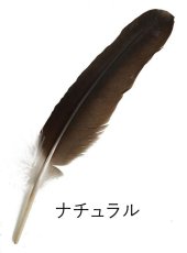 画像6: CANAL キャナル コンドルクイル　Condor Quill　プライマリー (6)