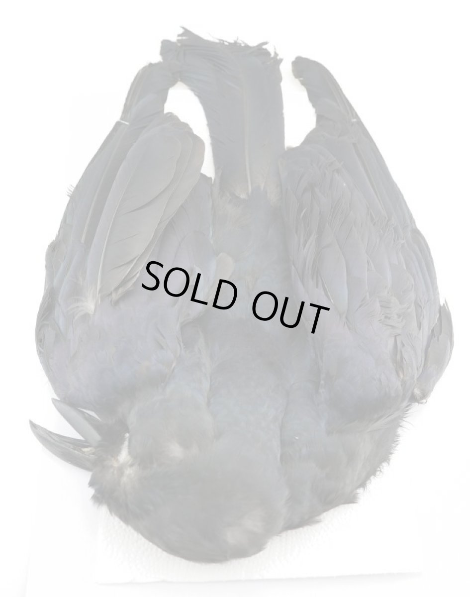 画像1: CANAL  キャナル   CANAL CROW CONPLETE　クロウ コンプリートスキン (1)