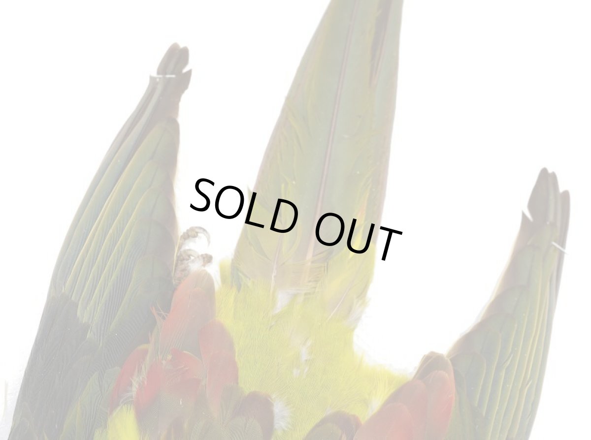 画像5: CANAL  キャナル　パラキート　コンプリート　Parakeet　Complete (5)