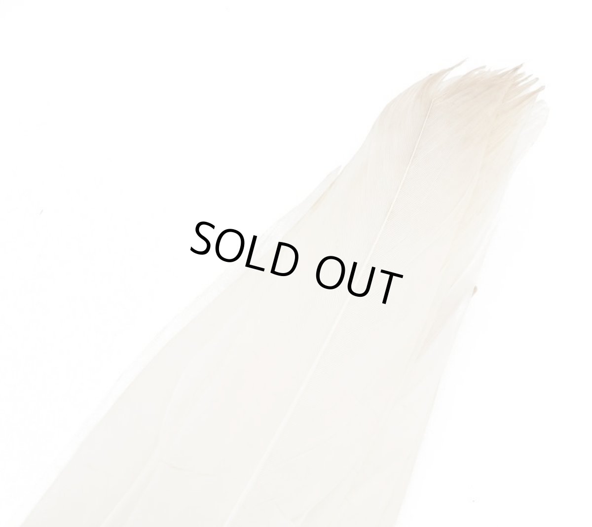 画像4: CANAL  キャナル  WHITE　PEACOCK　TAIL ホワイトピーコックテール (4)