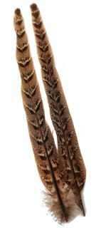CANAL キャナル ヘンフェザント ウイング Hen Pheasant Wing - 鱒夢