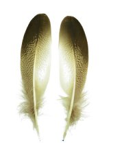 画像2: CANAL　キャナル　リトルバスタード Little Bustard (2)