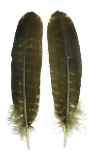 CANAL キャナル コーリーバスタードクイル Kori bustard quill