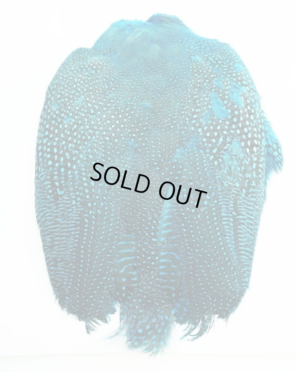 画像4: CANAL  キャナル　ギニア　コンプリート　GUINEA ダイドブルー (4)