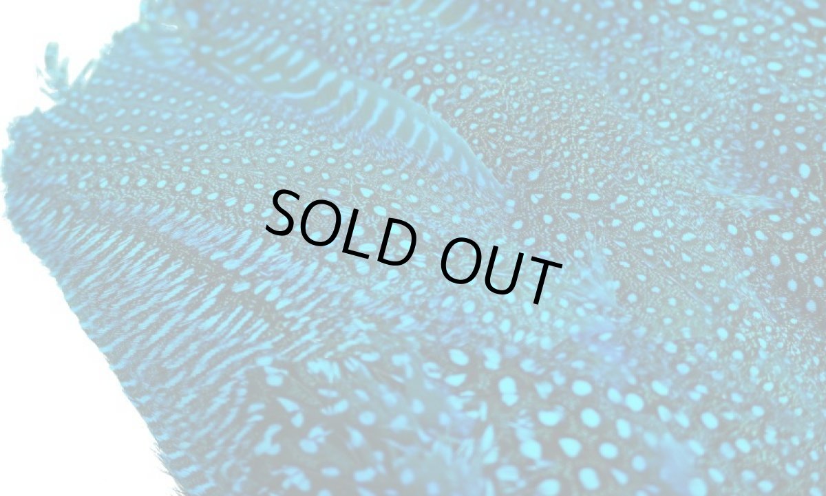 画像2: CANAL  キャナル　ギニア　コンプリート　GUINEA ダイドブルー (2)